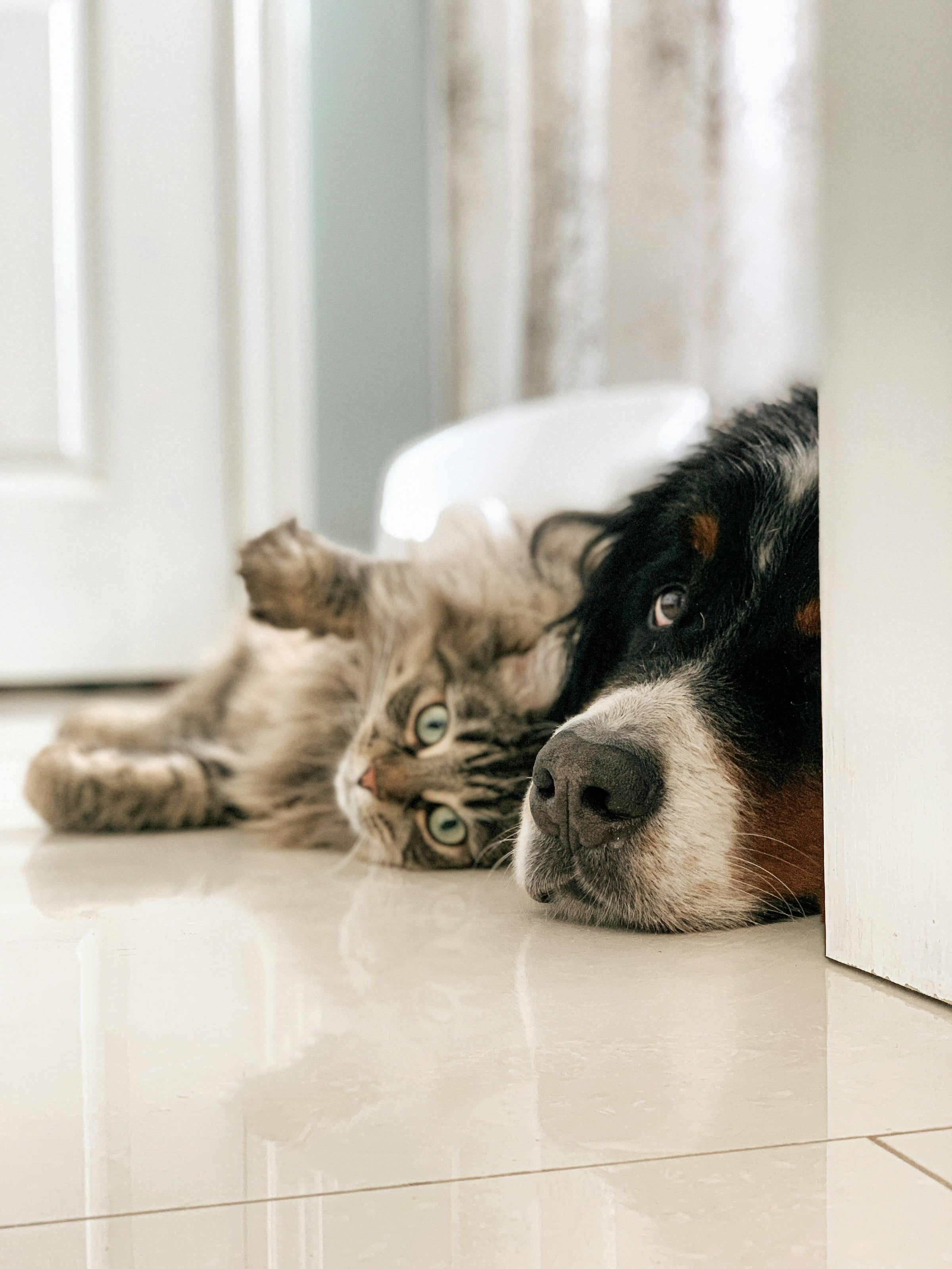 A tabby kitten and a Burmese dog cuddle on a cream tile floor.