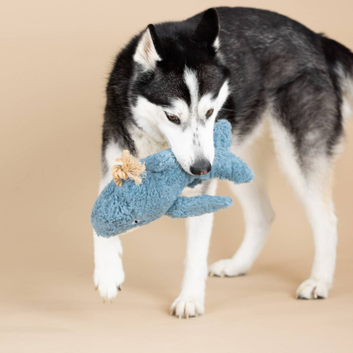 Earth Friend Dog Toy - Whale