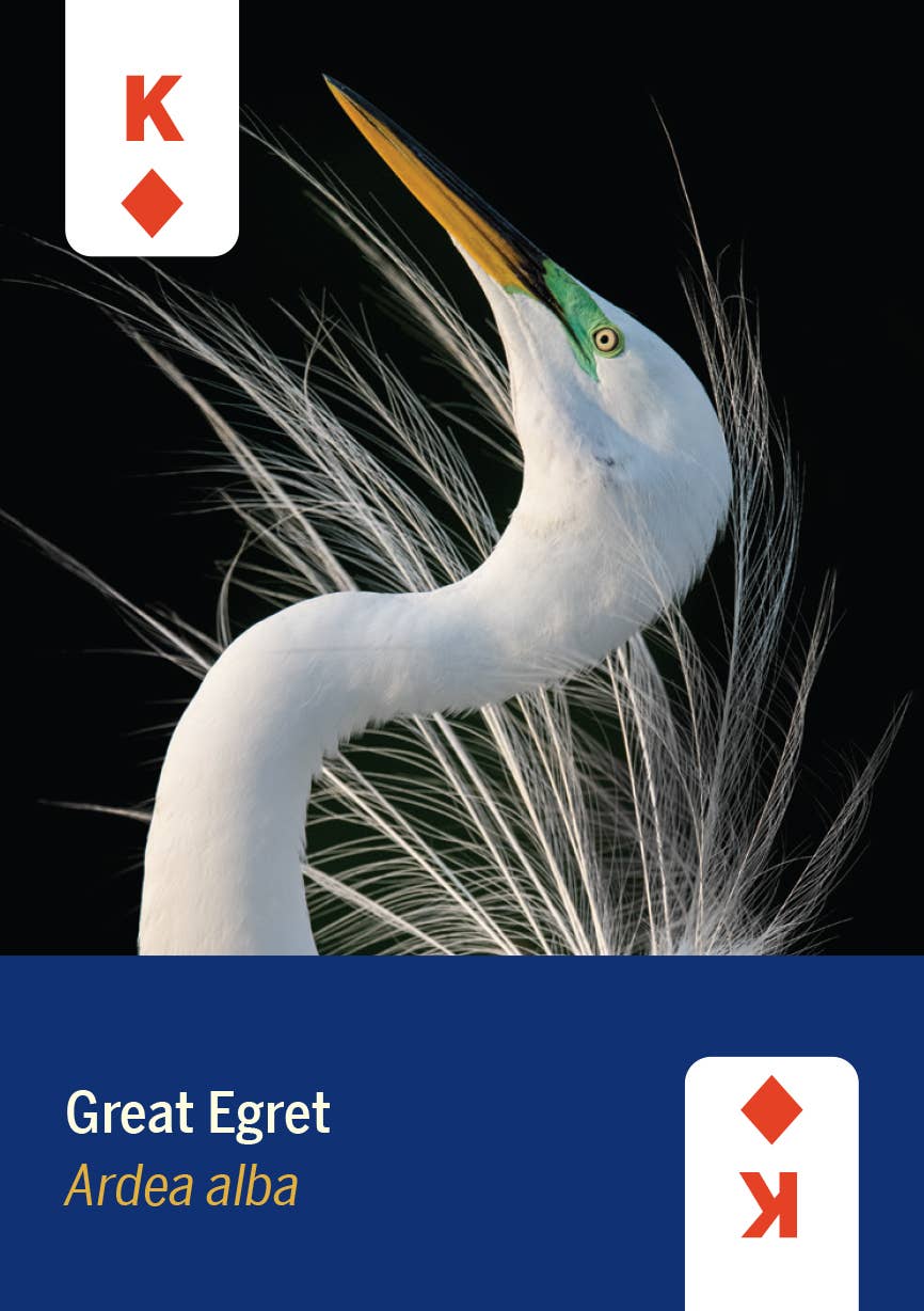 Birds of North America Deck 52 Playing Cards